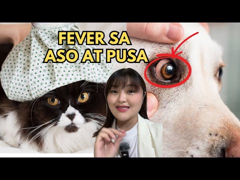 FIRST AID ⛑️ FEVER IN DOGS & CATS 🐱 🐶