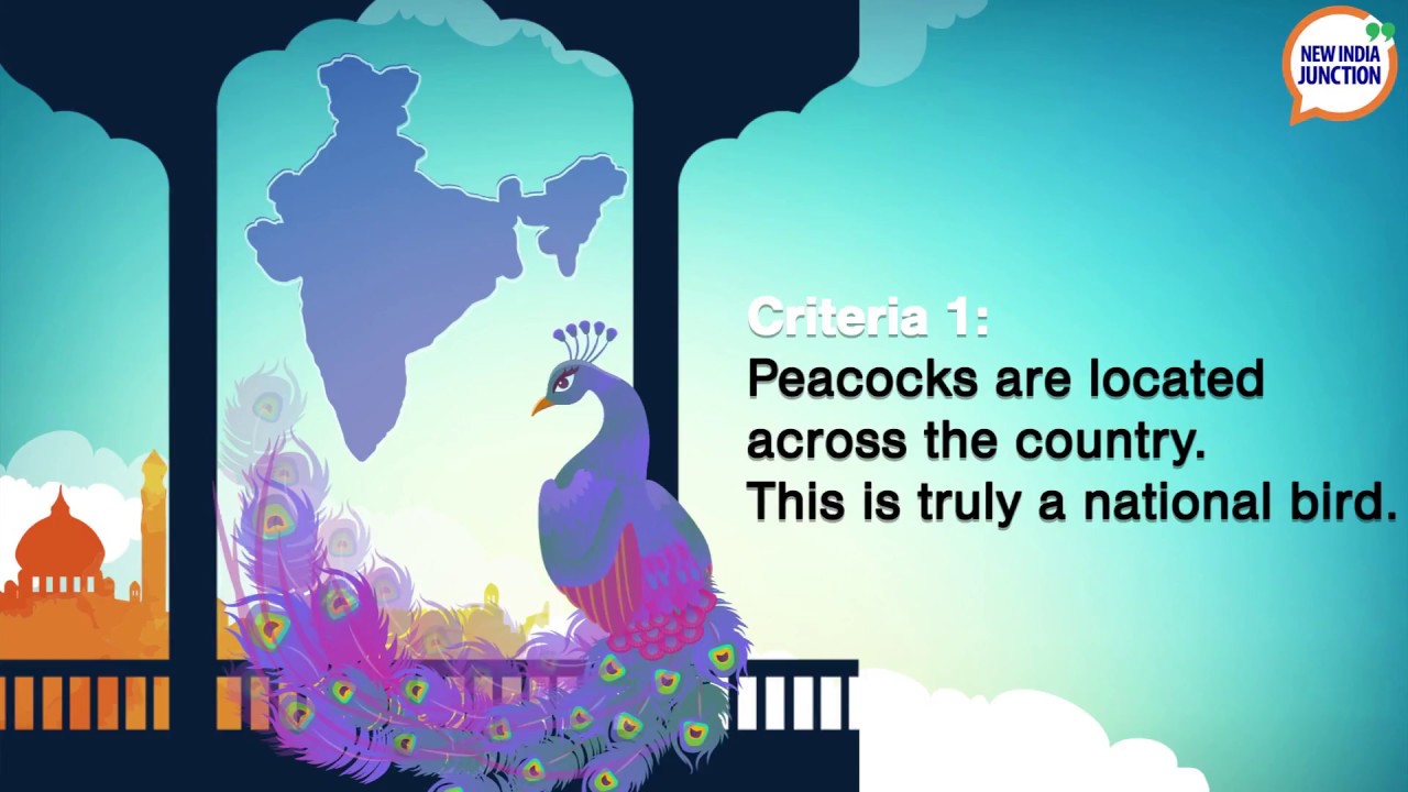 Peacocks - India's symbolic heritage | NIJ