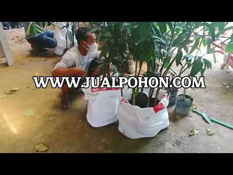 Tanam Pohon Mangga Kiojay Sekarang, Panen dalam Waktu Singkat! (Proses Packing)