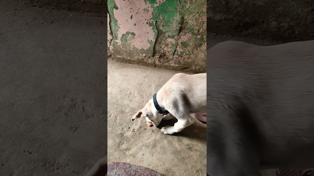 dog eating biscuit 🍪