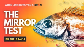 Are Fish More Self Aware than Dogs?