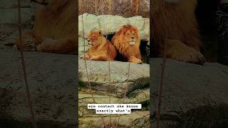 Scratchy Itchy | Leon the lion | crazy king and qween #shorts #ytshorts