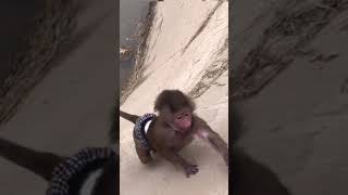 Endişeli Maymunun Komik Halleri