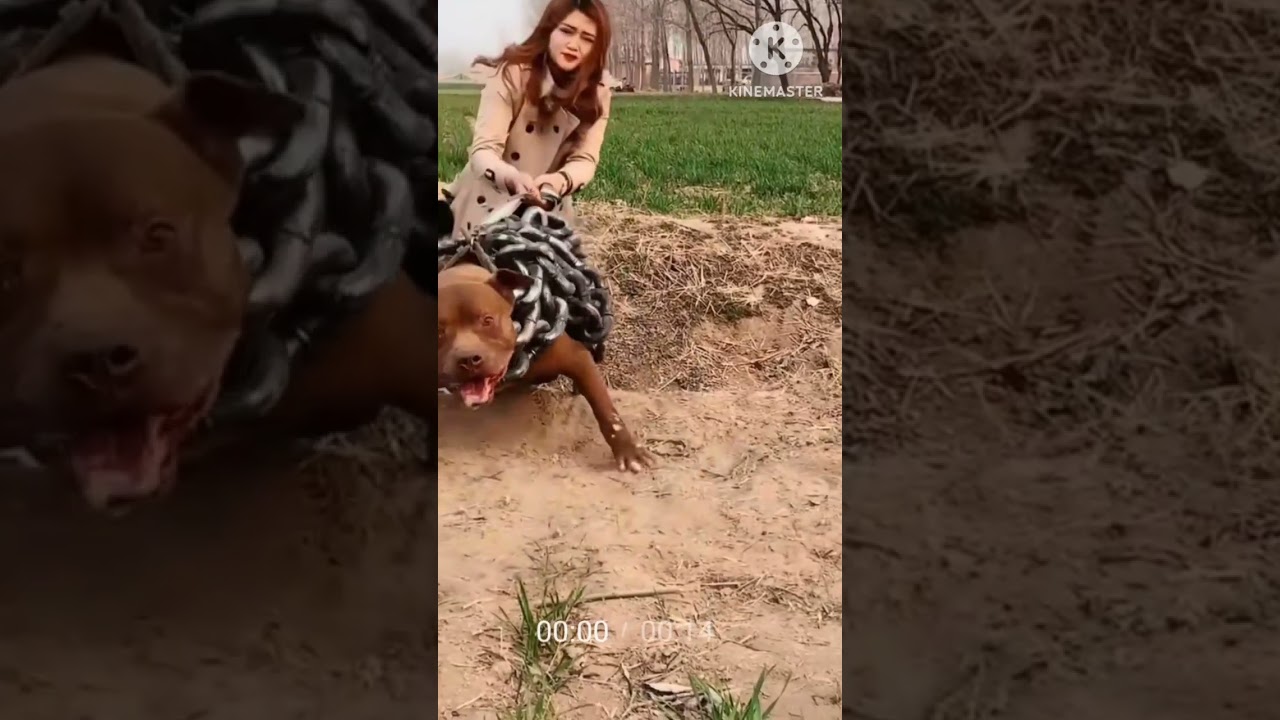 Bohhat Badha kutta khtarnak Karna Wala 🙀🙀🐻🐖🐖🐖