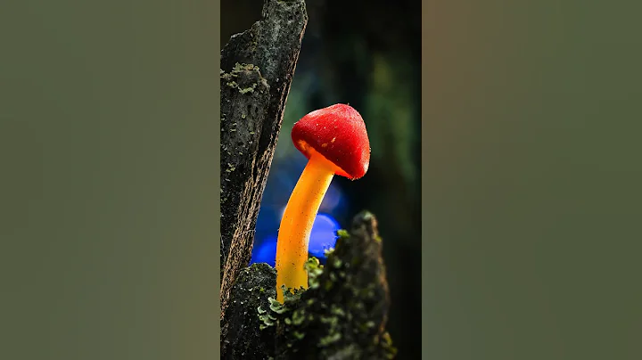 Light Up Macro Fungi 🍄 #macrophotographyideas #mushroom