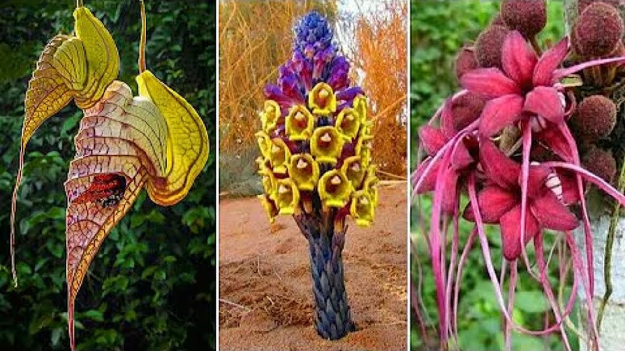 15 невероятных растений Амазонии, настолько любопытных, что вы не поверите!
