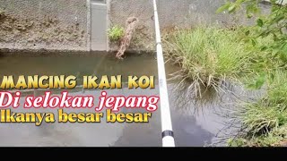 Fishing for Koi in a Japanese drainage ditch | The fish are huge but hard to catch