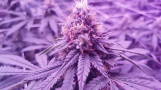 9000 Watt Cob LED Grow Season 3 Episode 5