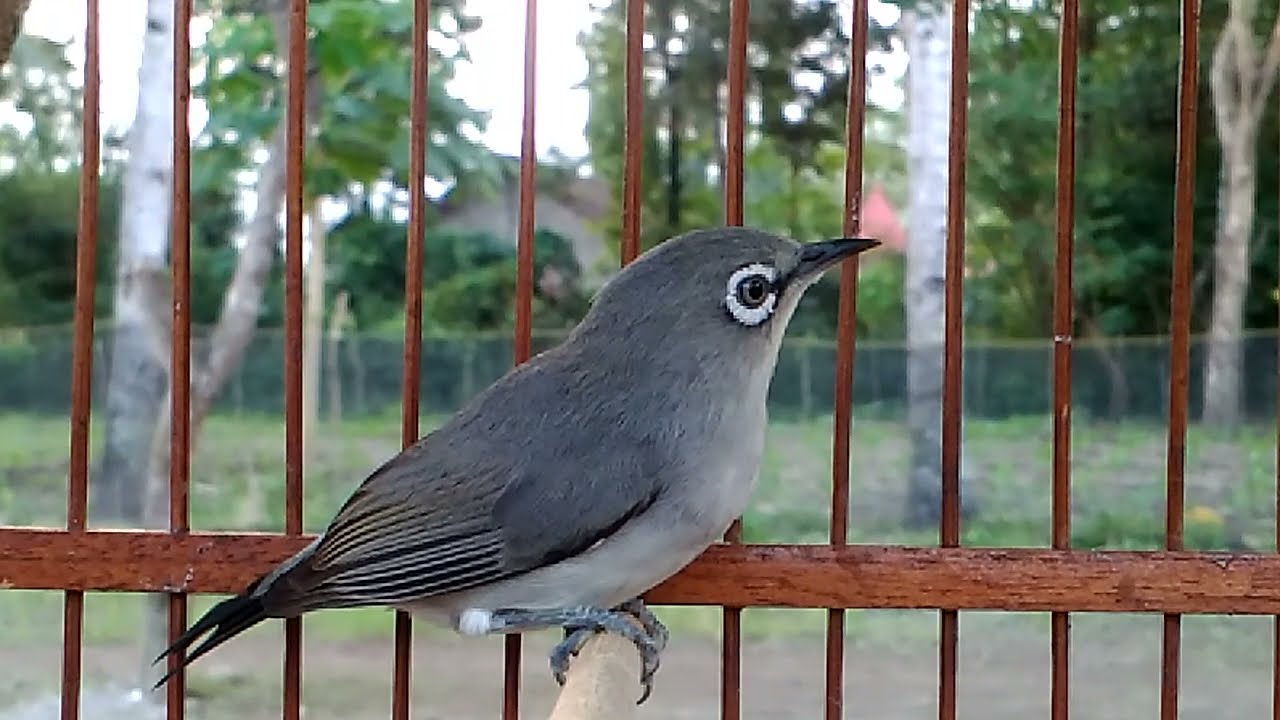 PLECI DAKUN MAPUT BETINA DARI MURIA