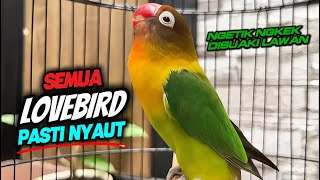 Semua Lovebird Pasti Nyaut Dengar Ini pancingan Lovebird Ngekek Panjang Fighter