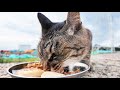 日本の野良猫 空腹で鳴いて防波堤をかけ上がる猫にご飯をあげると・・・ さくらねこへのエサやり【ご視聴だけでも猫たちを助けることになります】支援者様 視聴者様 猫たちに神のご加護を！