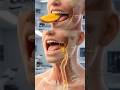 How Mango Travels Inside Your Body | Amazing Human Digestion Explained in 3D Animation 🍋🍑