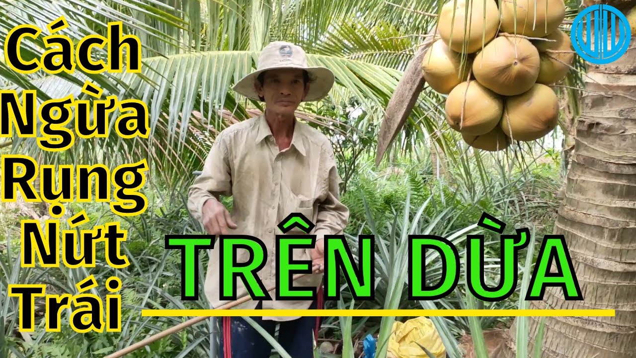 Ngừa rụng nứt trái trên dừa mã lai | Prevent fruit cracking on coconut