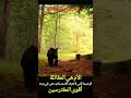 غزاله هربت ثم عادت لتحمي صغيرها من بين يدي الدب واستطاعت في مشهد يحبس الأنفاس Shortvideo Shorts 