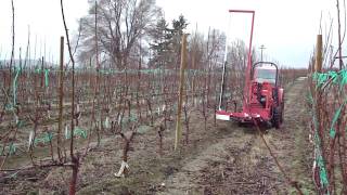 Darwin Mechanical Blossom Thinner - Dormant Cherries
