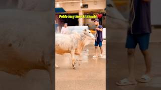 ALWIDA SHEHZADY 🥺😭 #cow #animals #eiduladha #1million