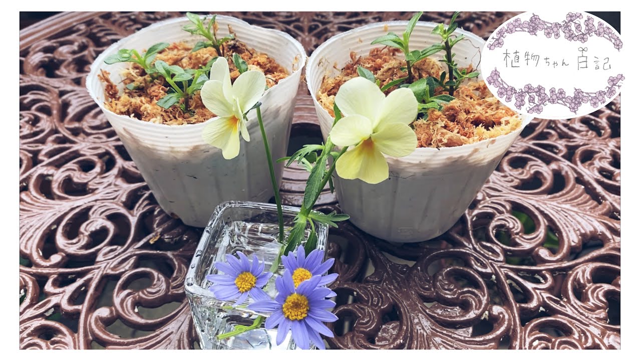 4月実施】ブルーデージーの挿し木チャレンジ #1 （挿し穂作り～土に
