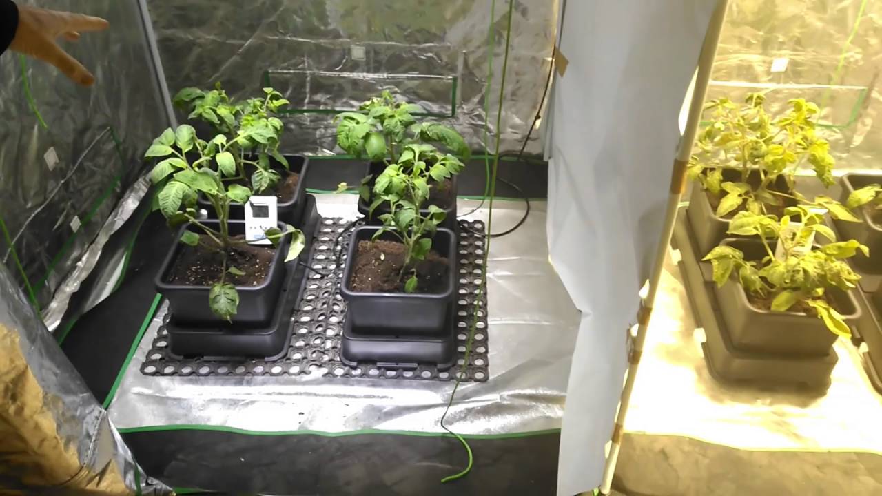 The continuing Saga of LED vs Metal Halide Experiment YouTube