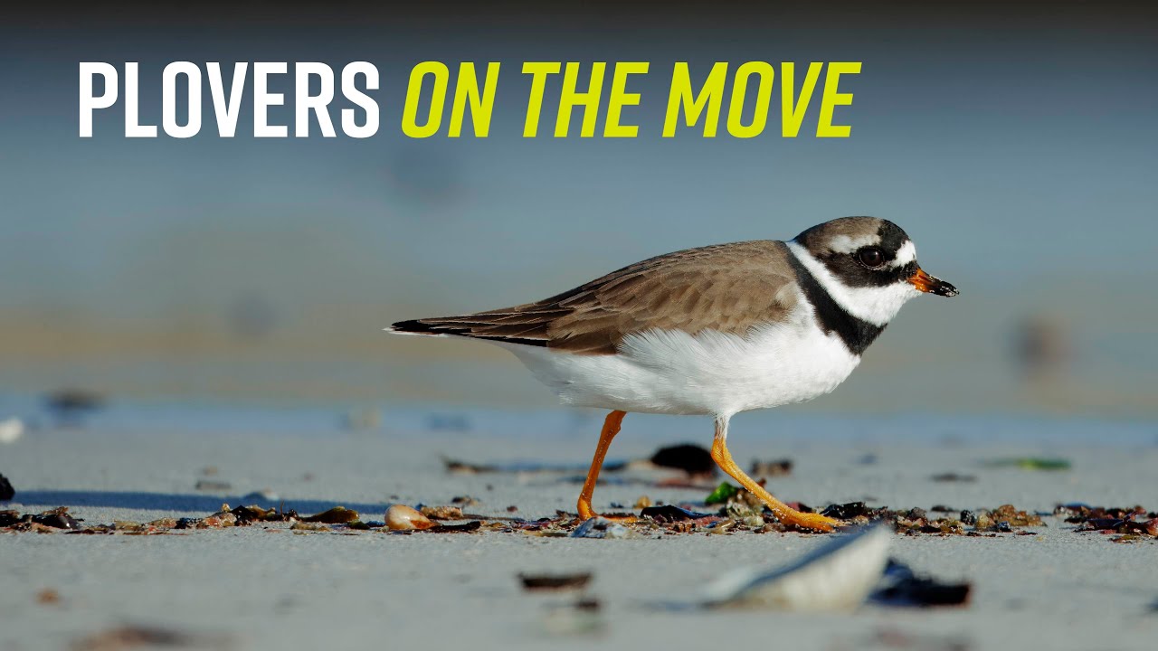 I've Been Wading For You - Chapter 2 – Common Ringed Plover in Action
