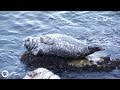 Monterey Bay and the Sardine Industry