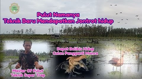 Berburu Belibis Polos Terbaru - Pulut, Teknik Super Trap Untuk Dijadikan Jontrot