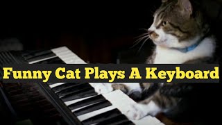 Cute Funny Cat Plays A Keyboard screenshot 3
