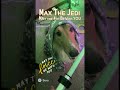 Max as a Jedi dog, may the 4th be with you #shorts #foryou #fypシ #starwars