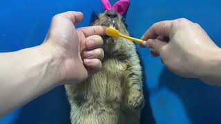 Marmots teeth brush - marmot Fun