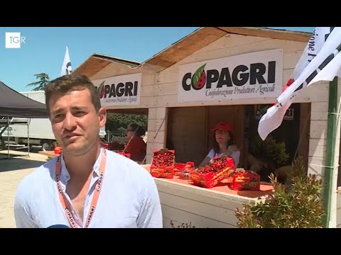#Ciliegie: produttore associato #Copagri #Puglia Lorenzo #Chiarappa al #TgrRai Puglia (01/06/25)