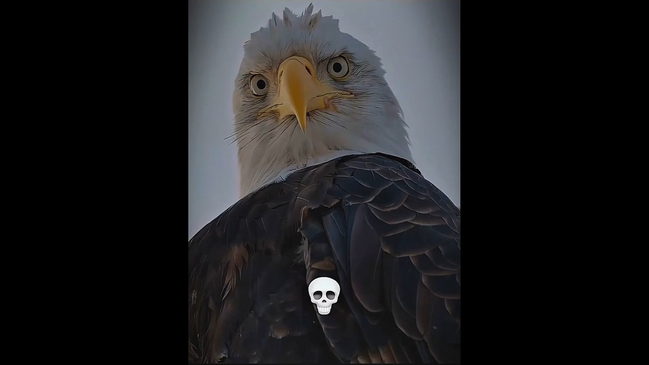 Coldest Death Stare ☠️🔥 | 