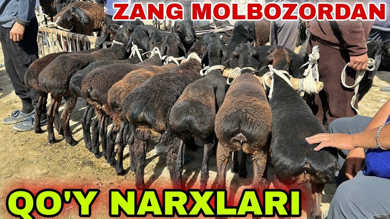 SURXONDARYO MUZRABOT ZANG MOLBOZORI QO'Y QO'ZI QO'CHQOR NARXLARI 