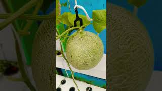 Update Teras Melon Green Corner Indonesia #gardening #melonhidroponik #farming #pertanian