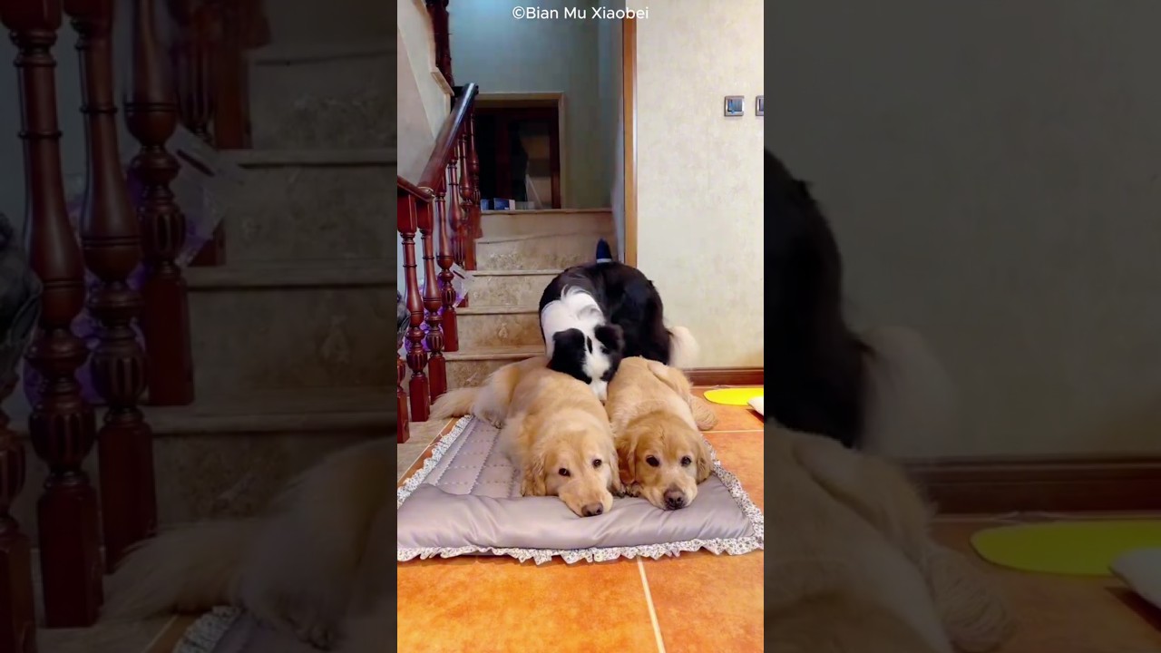 These Dogs Can’t Sleep Alone 🐶❤️