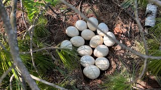 Wild turkeys hatching