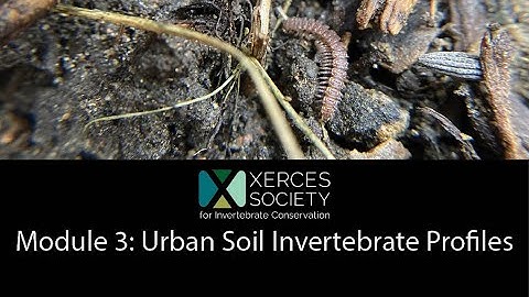 Urban Farming Soil Life Module 3 (North Central): Urban Soil Invertebrate Profiles