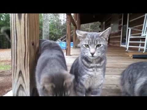 5-grey-cats