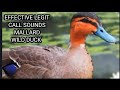 EFFECTIVE LEGIT CALL SOUNDS MALLARD WILD DUCK #viral #video #viralvideo #youtube #youtubeviral