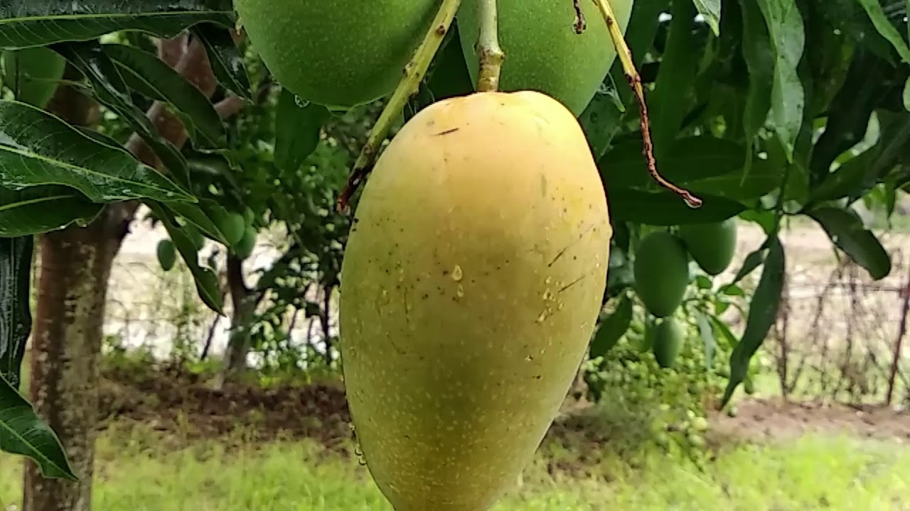 Mangoes Green and Yellow Free Stock Video