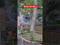 Dunns river falls jamaica #foryou #duet #bobmarleylive