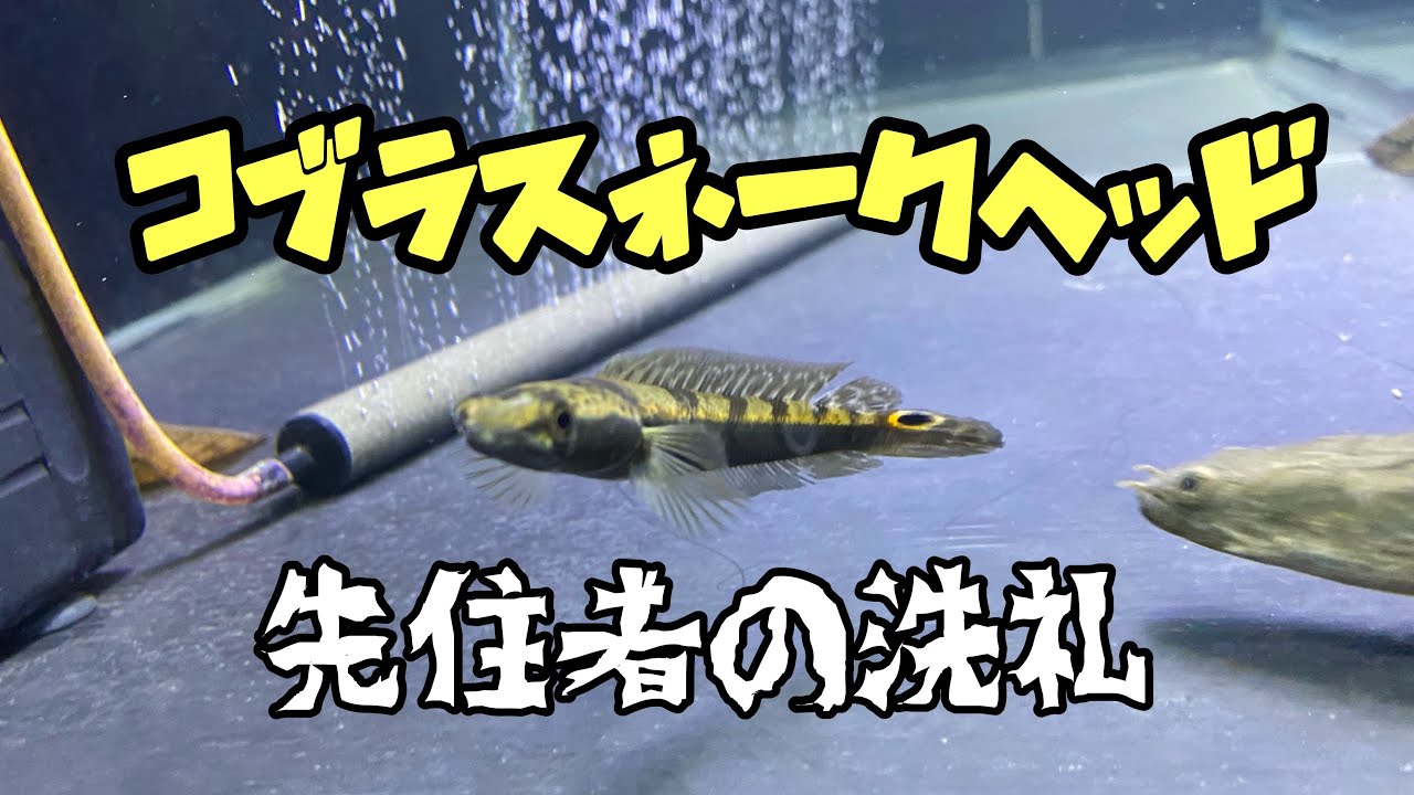 コブラスネークヘッド　30㎝ コブラスネークヘッドの飼い方や通販を含めた販売や価格帯とは【Channa