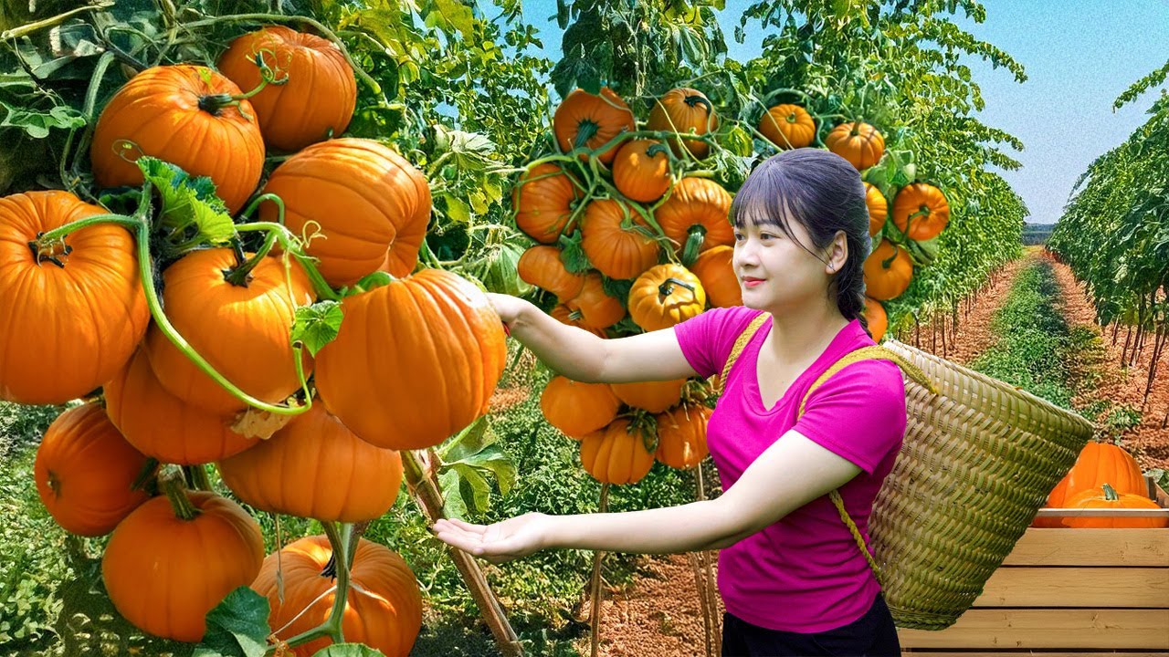 Ly Trieu Ca: Harvesting sweet giant pumpkin and plum - How to traditional make fruit cake in village