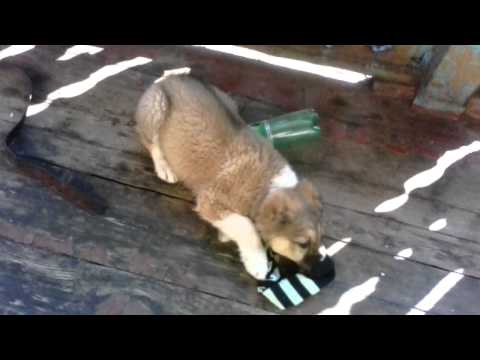 ბუთა ორი თვისაა