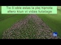 Aera filmeto montras allogan ŝafpaŝtadon