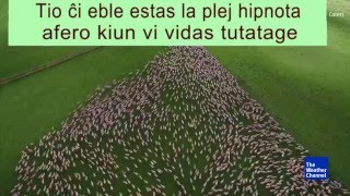 Aera filmeto montras allogan ŝafpaŝtadon