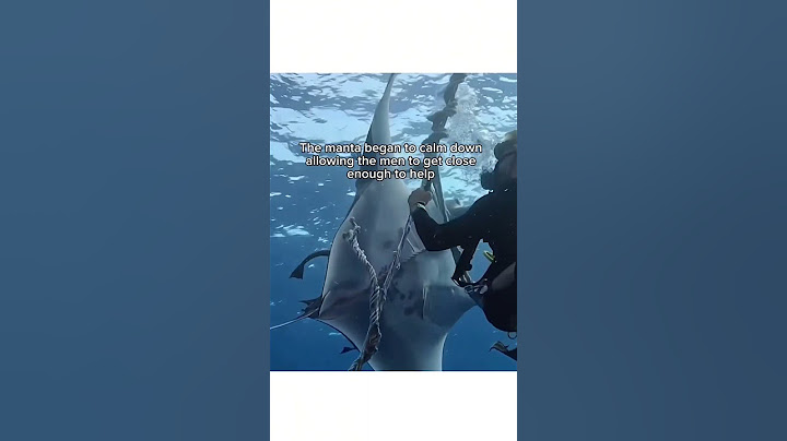 This Manta Ray needed help 🥹❤️ #wholesome #ocean #mantaray