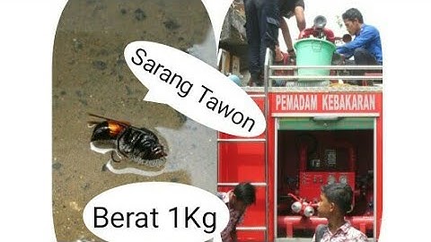 Dikejutkan Penemuan Sarang Tawon Ganas dan Mematikan Berat 1 Kg Di Desa Banjaranyar Tegal