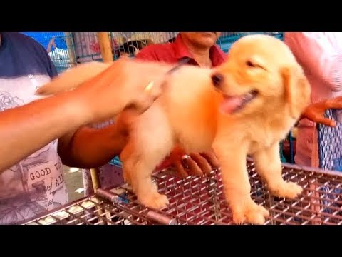 golden retriever puppy adoption Entertainment Famous Golden Retriever Puppy For You At Galiff Street
