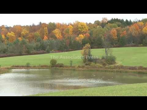 Autumn leaves bring colour to fall foliage across the United States