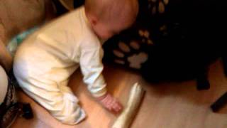 Staffordshire Bull Terrier, Very Danger Dog