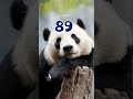ИНТЕРЕСНЫЙ ФАКТ О ПАНДАХ - КОРОТКИЕ ИНТЕРЕСНЫЕ ФАКТЫ #89